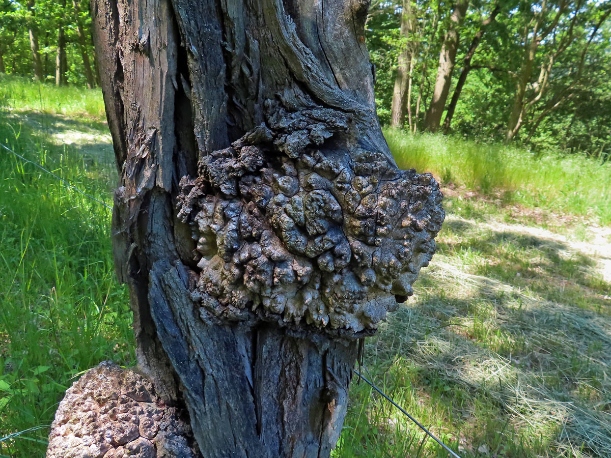 Tumor na akátu (Robinia pseudoacacia L.) (42c)