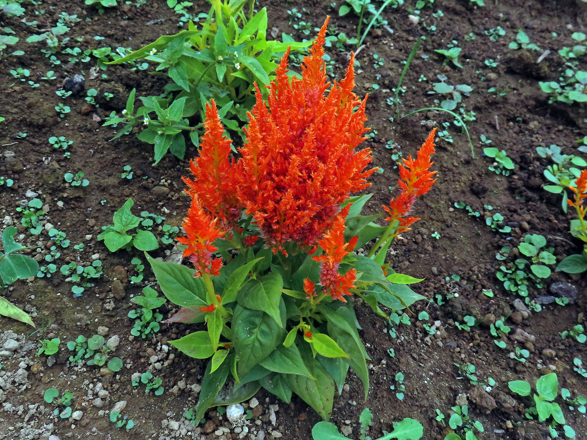 Nevadlec (Celosia argentea L.)