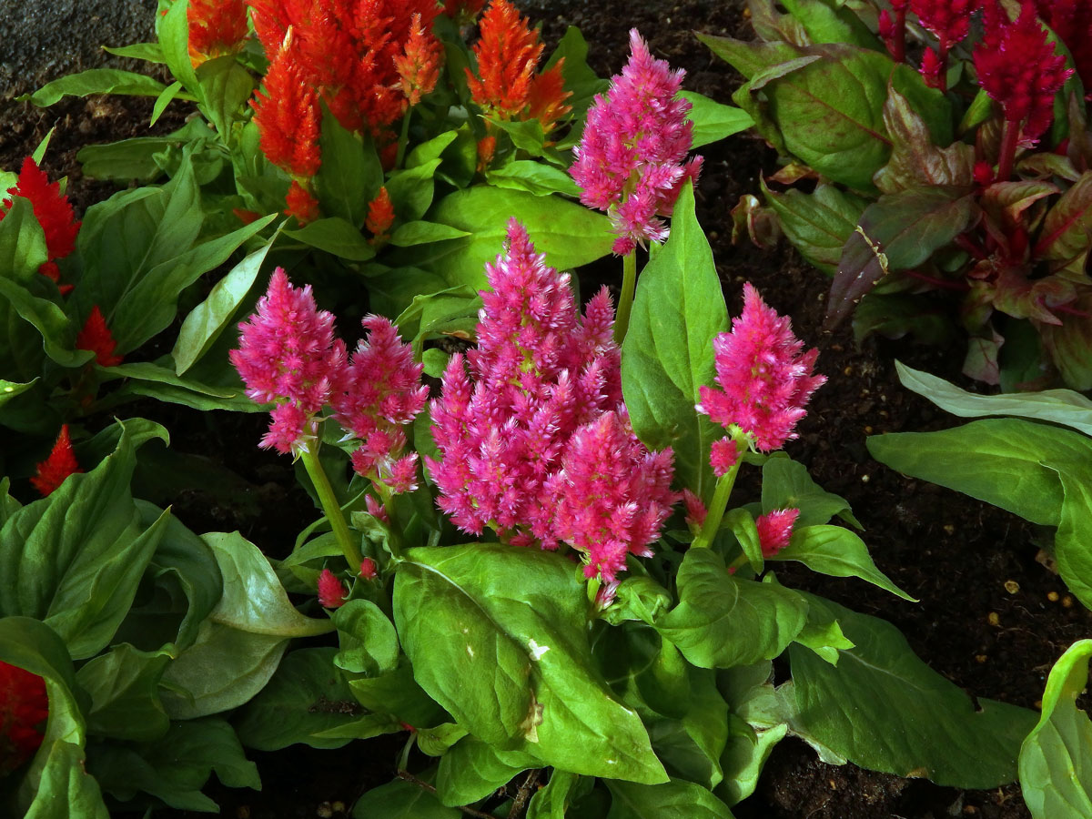 Nevadlec (Celosia argentea L.)