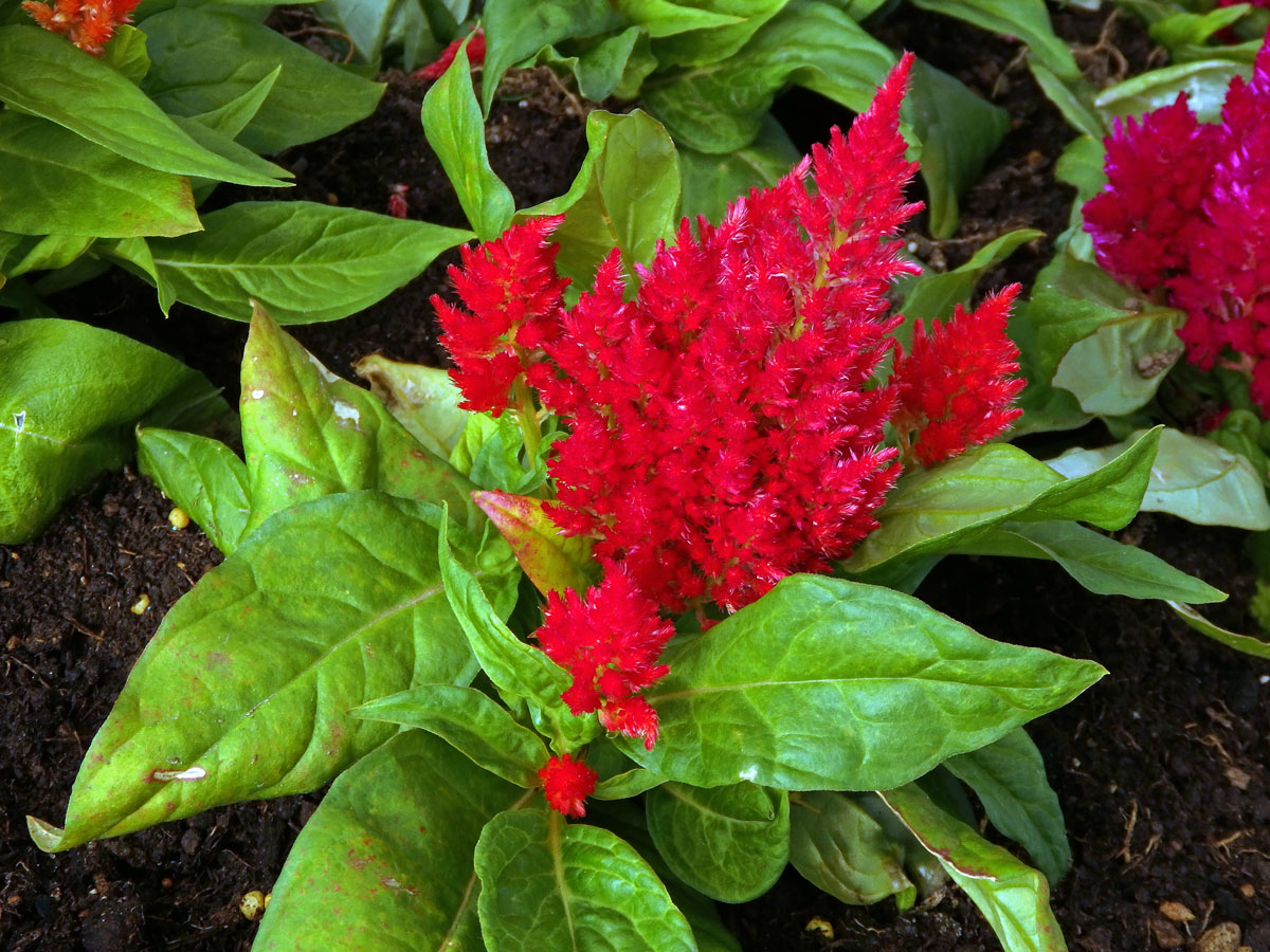 Nevadlec (Celosia argentea L.)