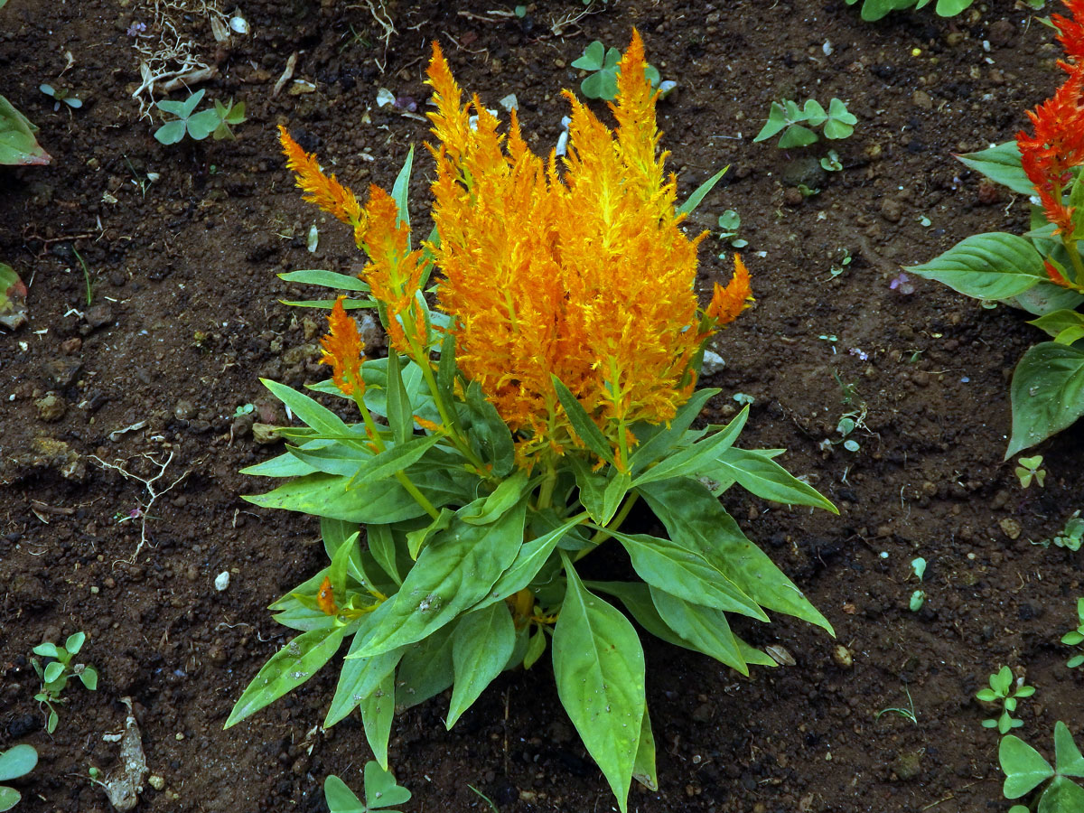 Nevadlec (Celosia argentea L.)