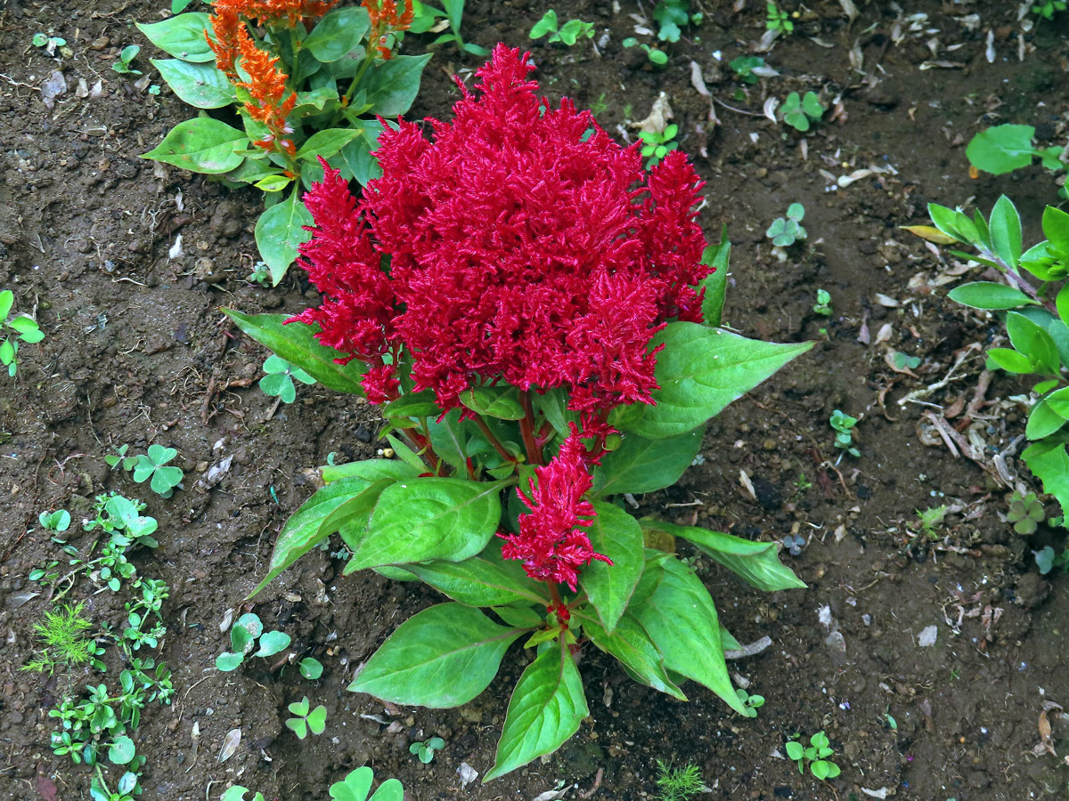 Nevadlec (Celosia argentea L.)