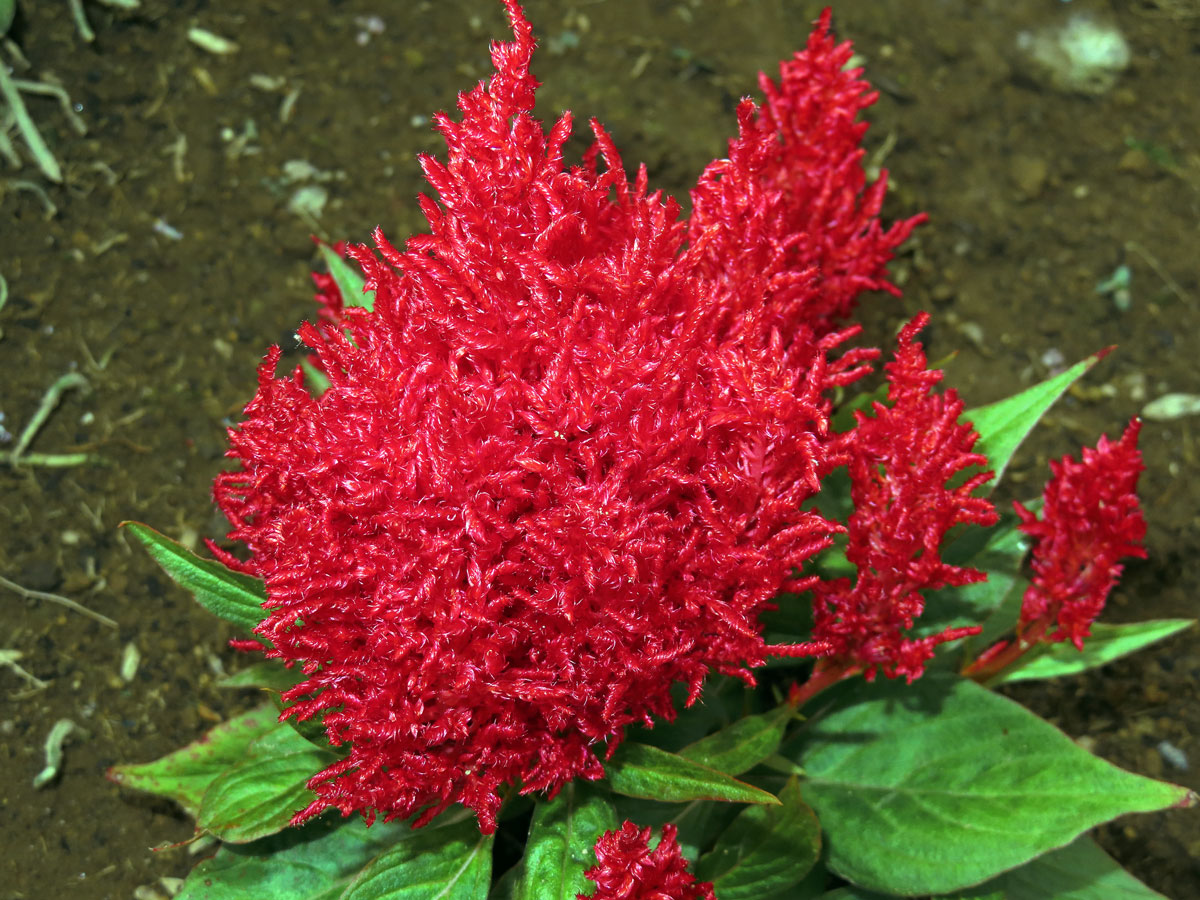 Nevadlec (Celosia argentea L.)