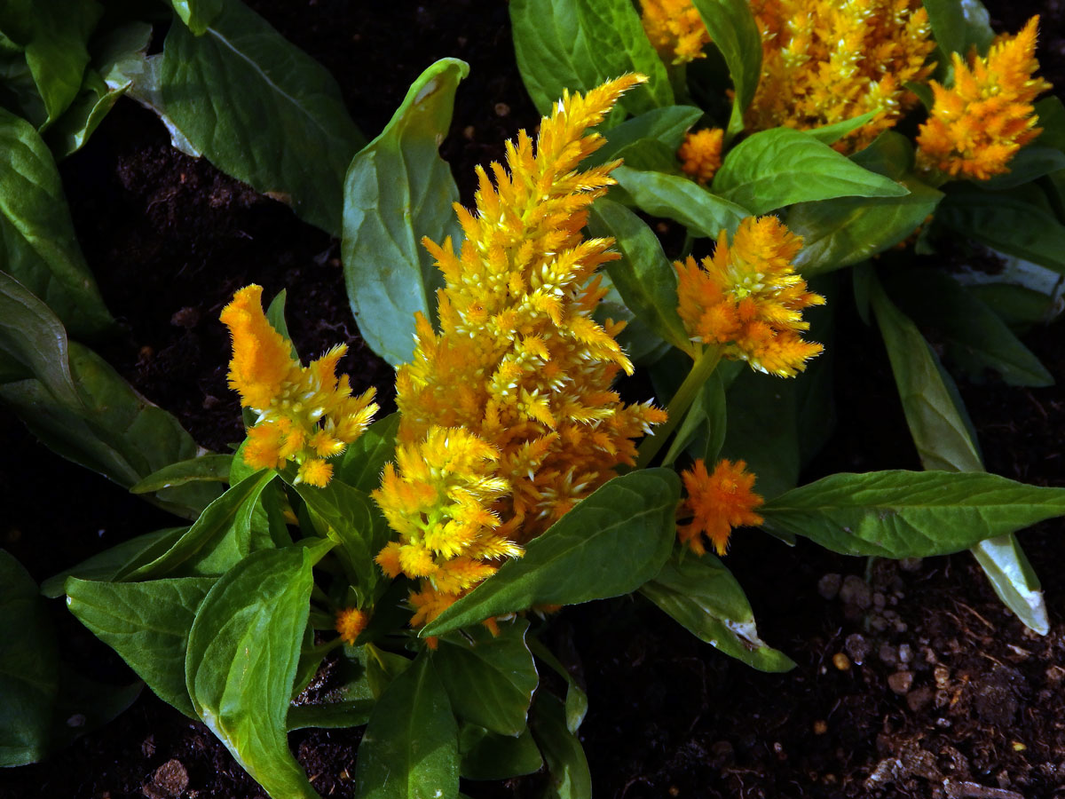 Fasciace nevadlece (Celosia argentea L.)