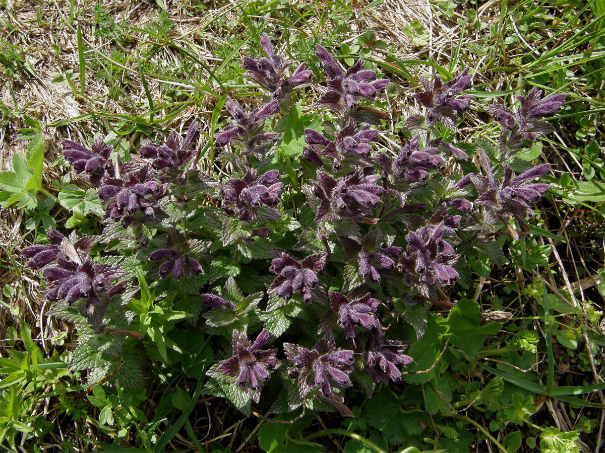 Lepnice alpská (Bartsia alpina L.)