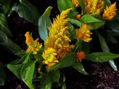 Fasciace nevadlece (Celosia argentea L.) 