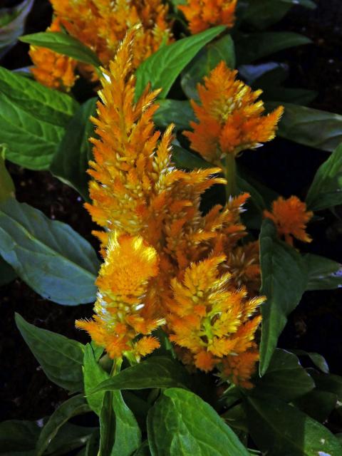 Fasciace nevadlece (Celosia argentea L.)