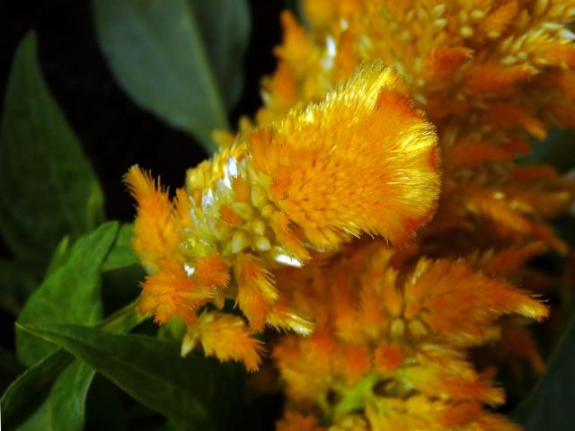 Fasciace nevadlece (Celosia argentea L.)