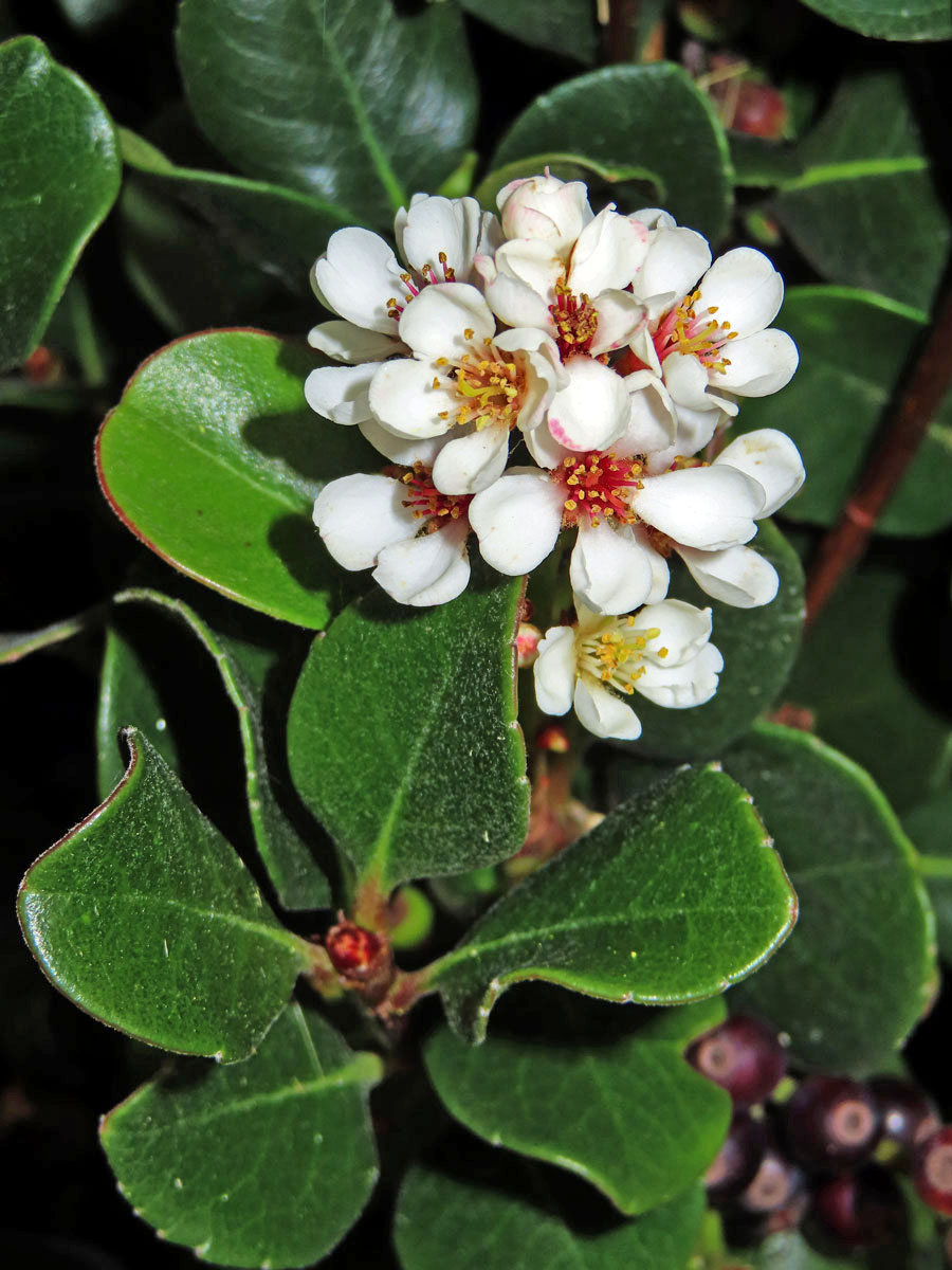 Rhaphiolepis indica (L.) Lindl.