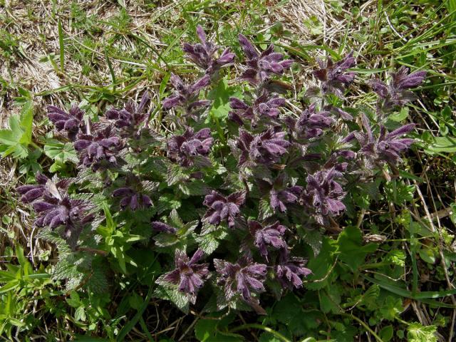 Lepnice alpská (Bartsia alpina L.)