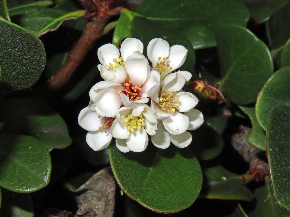 Rhaphiolepis indica (L.) Lindl.