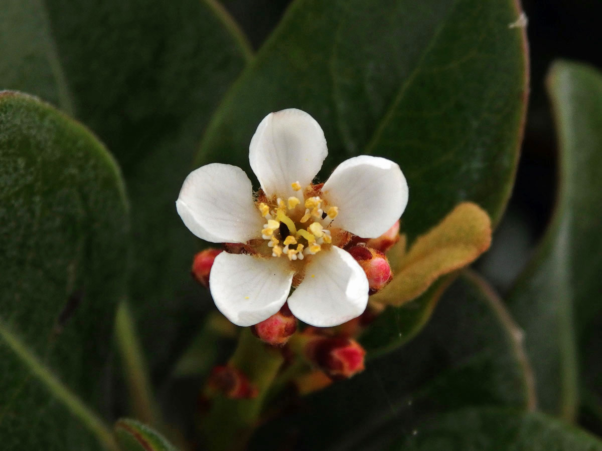 Rhaphiolepis indica (L.) Lindl.