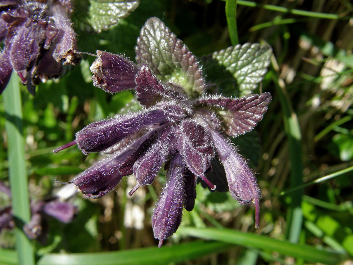 Lepnice alpská (Bartsia alpina L.)