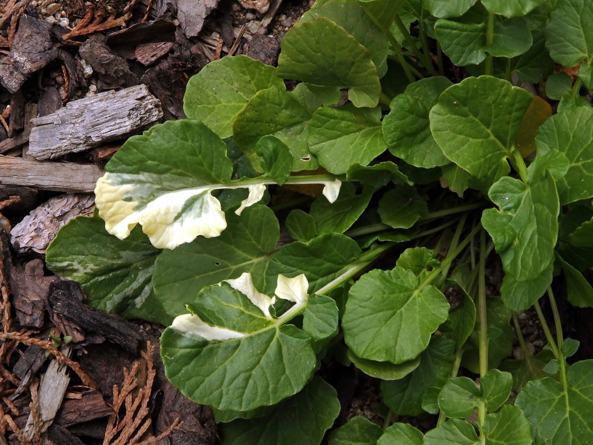 Barborka obecná (Barbarea vulgaris R. Br.) s panašovanými lity (1a)