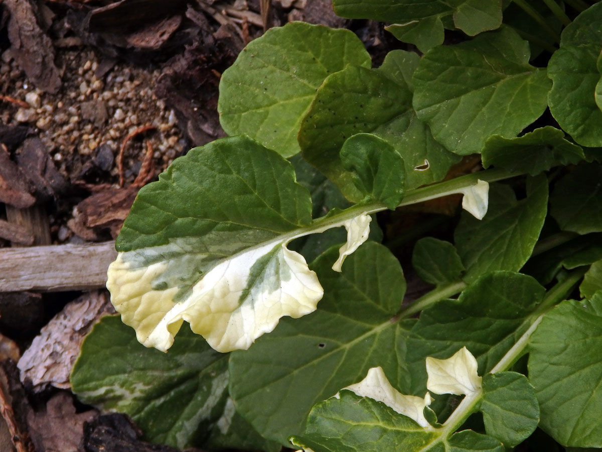 Barborka obecná (Barbarea vulgaris R. Br.) s panašovanými lity (1c)