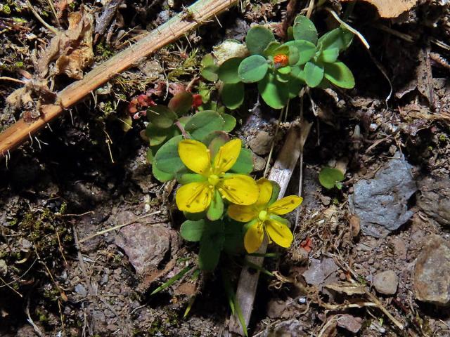 Třezalka rozprostřená (Hypericum humifusum L.), čtyřčetný květ (12)