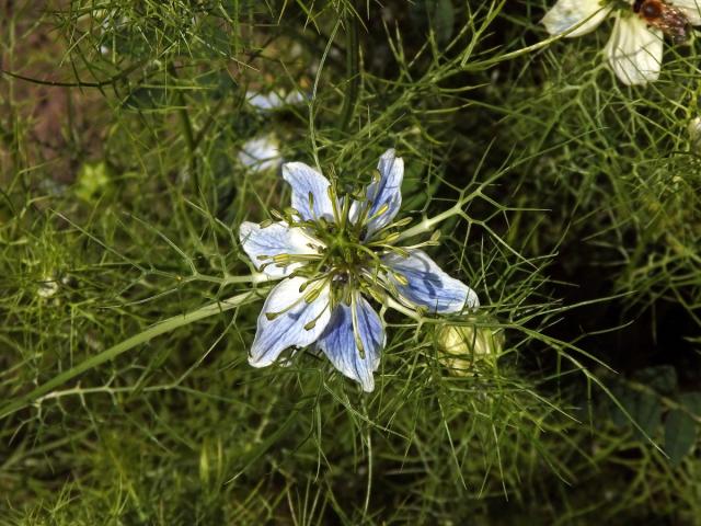 Černucha setá (Nigela sativa L.), šestičetný květ