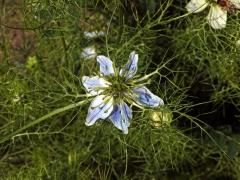 Černucha setá (Nigela sativa L.), šestičetný květ
