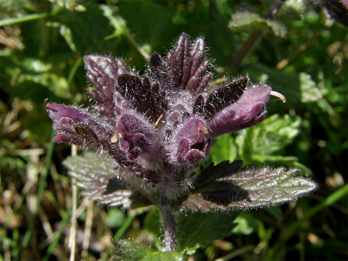 Lepnice alpská (Bartsia alpina L.)