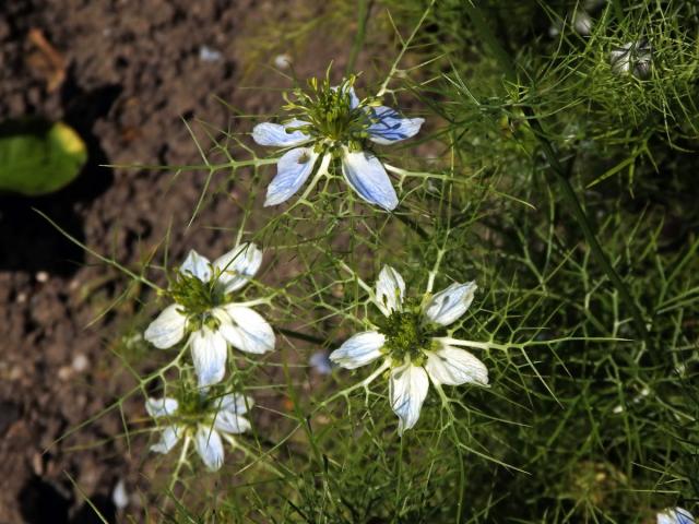 Černucha setá (Nigela sativa L.)