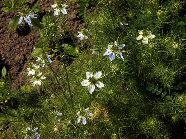 Černucha setá (Nigela sativa L.)