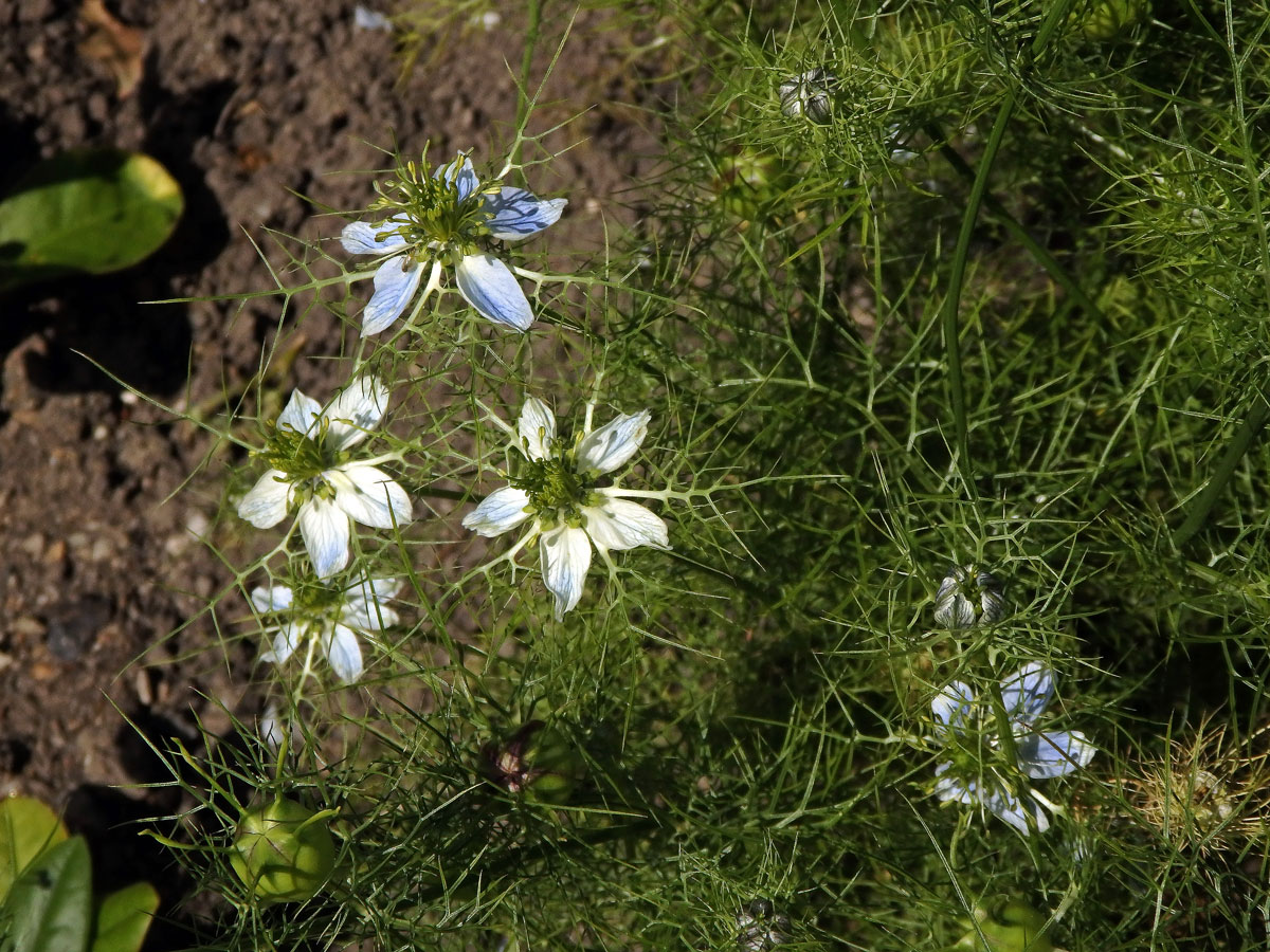 Černucha setá (Nigela sativa L.)