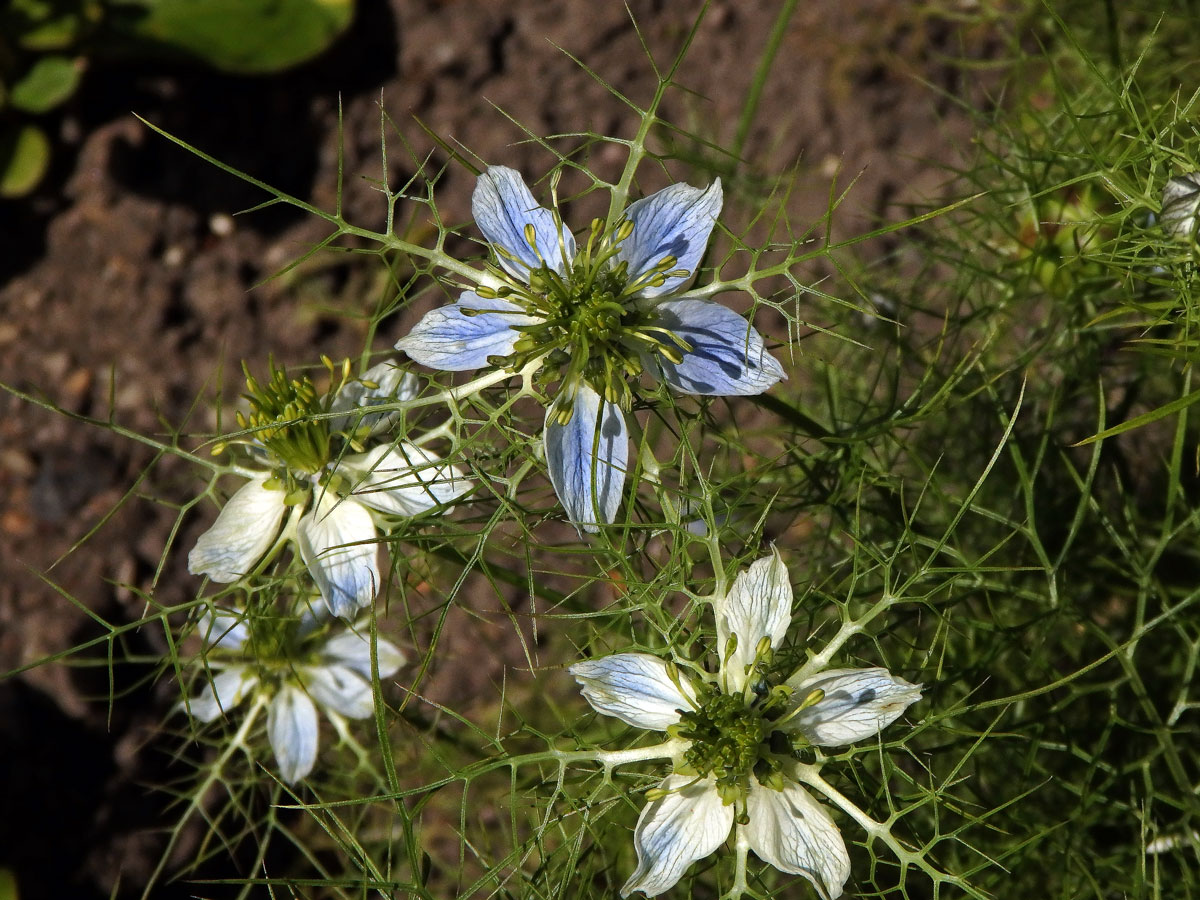 Černucha setá (Nigela sativa L.)