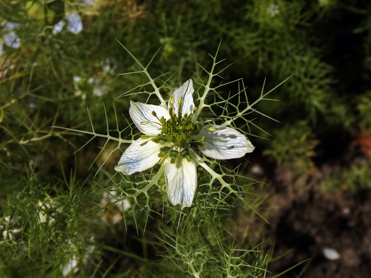 Černucha setá (Nigela sativa L.)