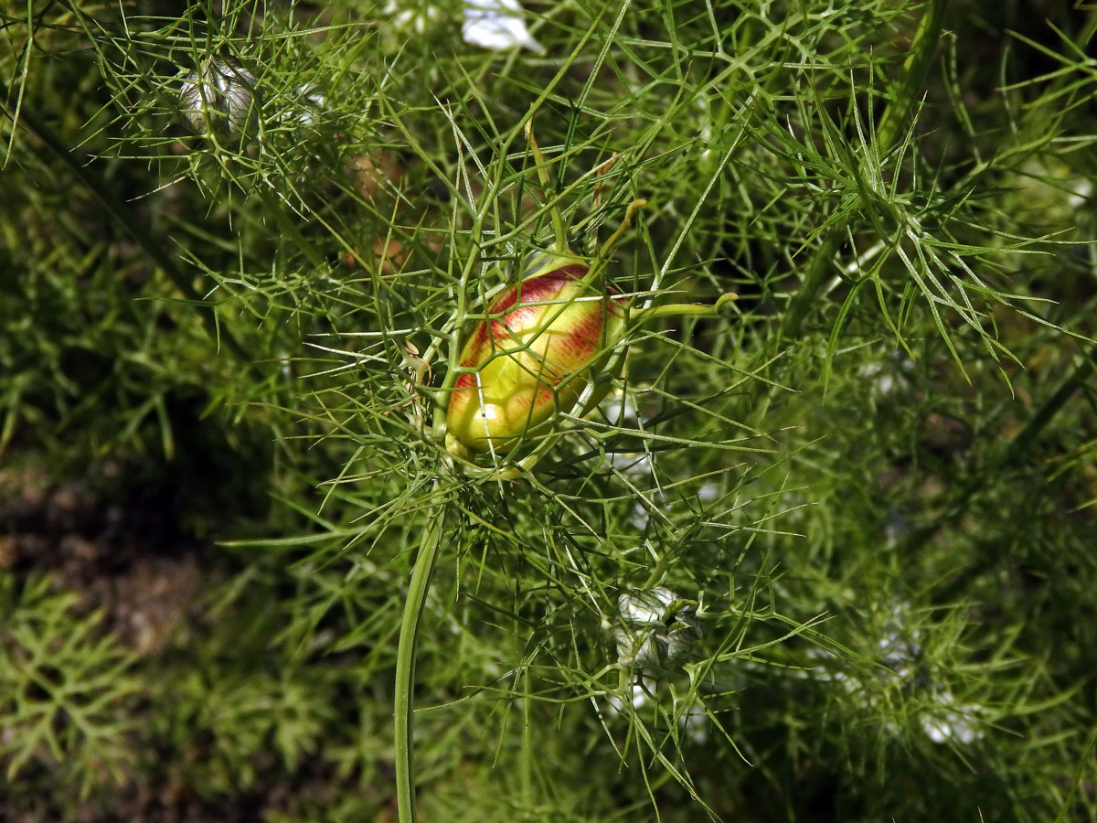 Černucha setá (Nigela sativa L.)