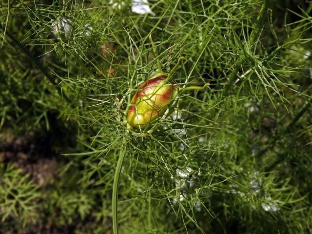 Černucha setá (Nigela sativa L.)