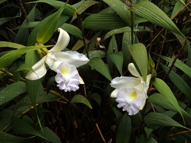 Sobralia macrantha Lindl.