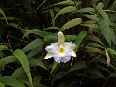 Sobralia macrantha Lindl.