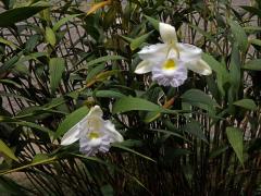 Sobralia macrantha Lindl.