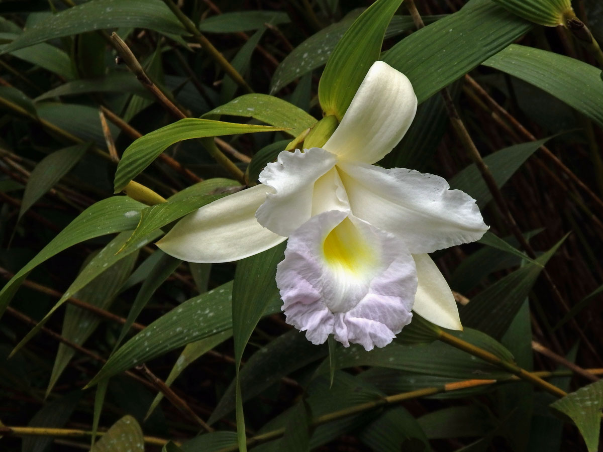 Sobralia macrantha Lindl.