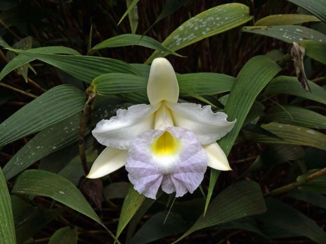 Sobralia macrantha Lindl.