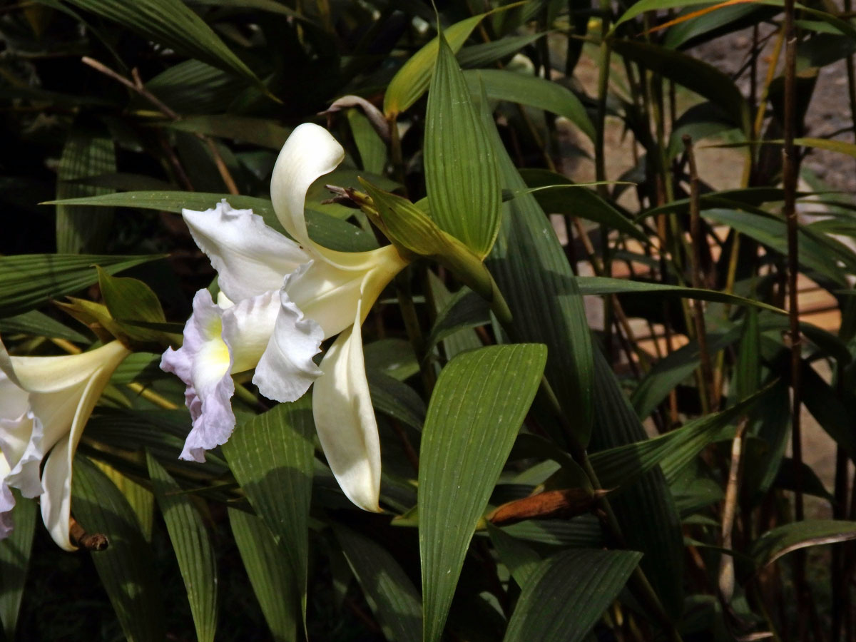 Sobralia macrantha Lindl.