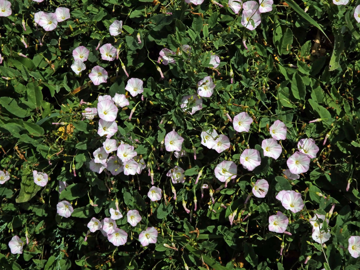 Svlačec rolní (Convolvulus arvensis L.)