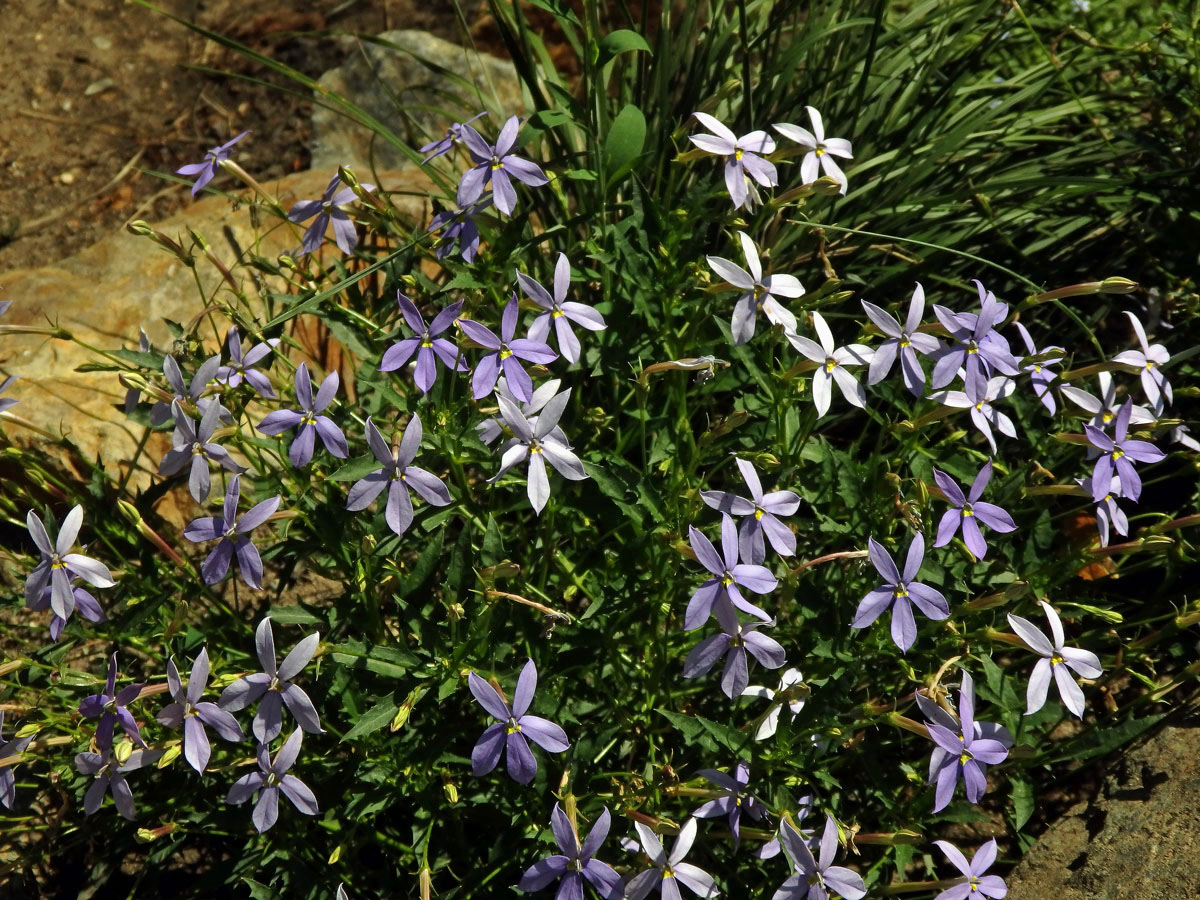 Isotoma axillaris Lindl.