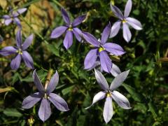 Isotoma axillaris Lindl.