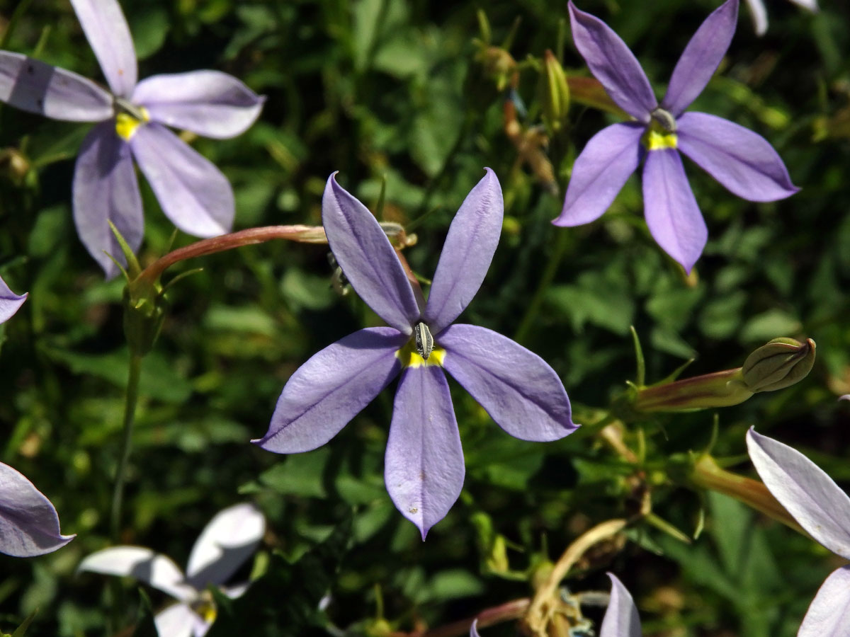 Isotoma axillaris Lindl.