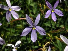 Isotoma axillaris Lindl.