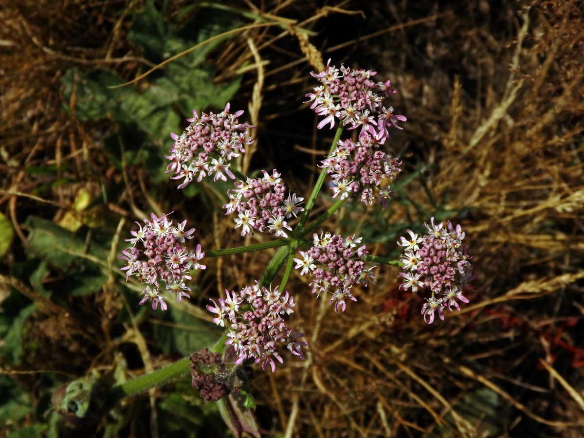 Bolševník obecný (Heracleum sphondylicum L.) (3a)