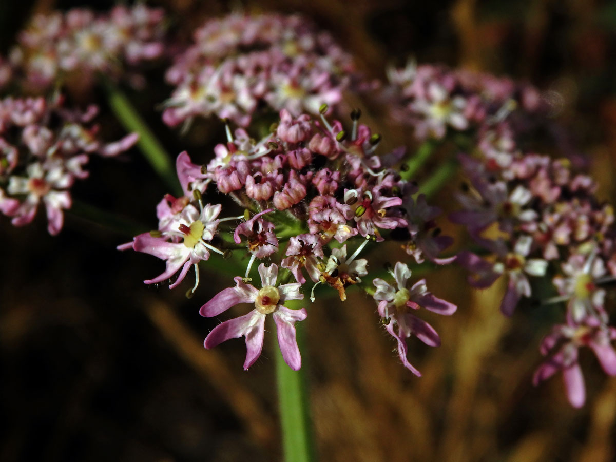 Bolševník obecný (Heracleum sphondylicum L.) (3b)