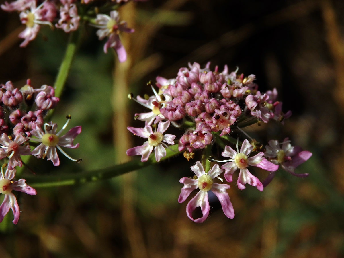 Bolševník obecný (Heracleum sphondylicum L.) (3c)