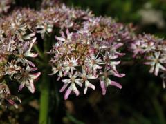 Bolševník obecný (Heracleum sphondylicum L.) (4)