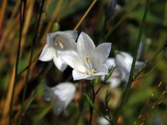 Zvonek okrouhlolistý (Campanula rotundifolia L.) se světlými květy (3e)
