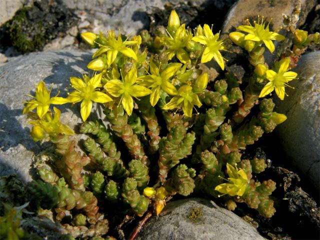 Rozchodník šestiřadý (Sedum sexangulare L.)