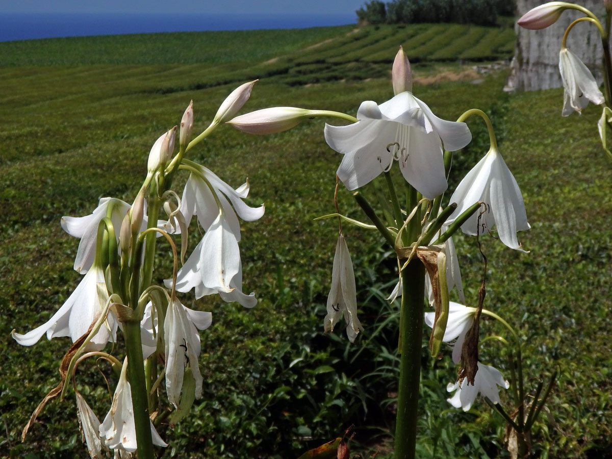 Křín (Crinum moorei Hook. f.)