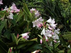 Křín (Crinum moorei Hook. f.)