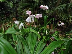 Křín (Crinum moorei Hook. f.)